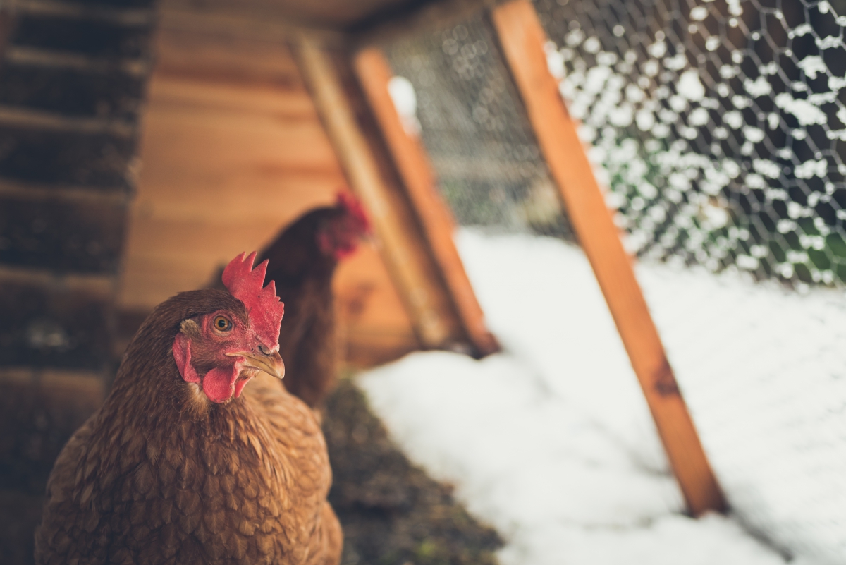 homemade chicken coops cheyenne wy www.cheyennehauling.com
