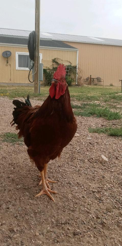 picture of chicken chicken coop cleanup & removal services www.cheyennehauling.com