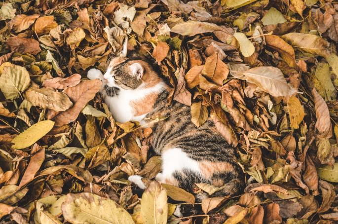 cat in the leaves for fall cleanup services www.cheyennehauling.com