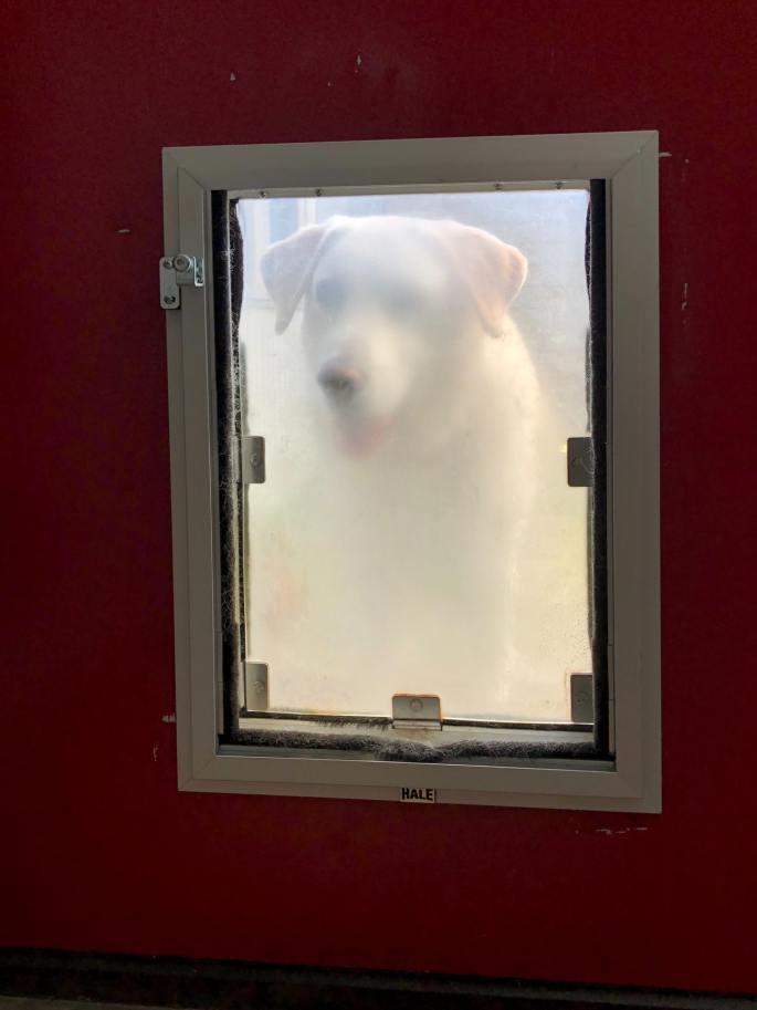 dog door installation services www.cheyennehauling.com