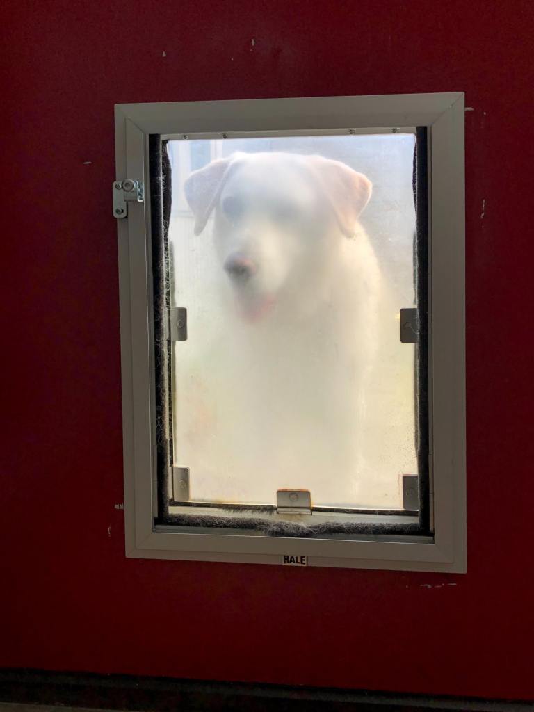 dog door installation services www.cheyennehauling.com