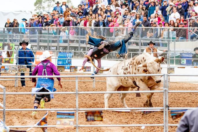 tips to survive cheyenne frontier days www.cheyennehauling.com